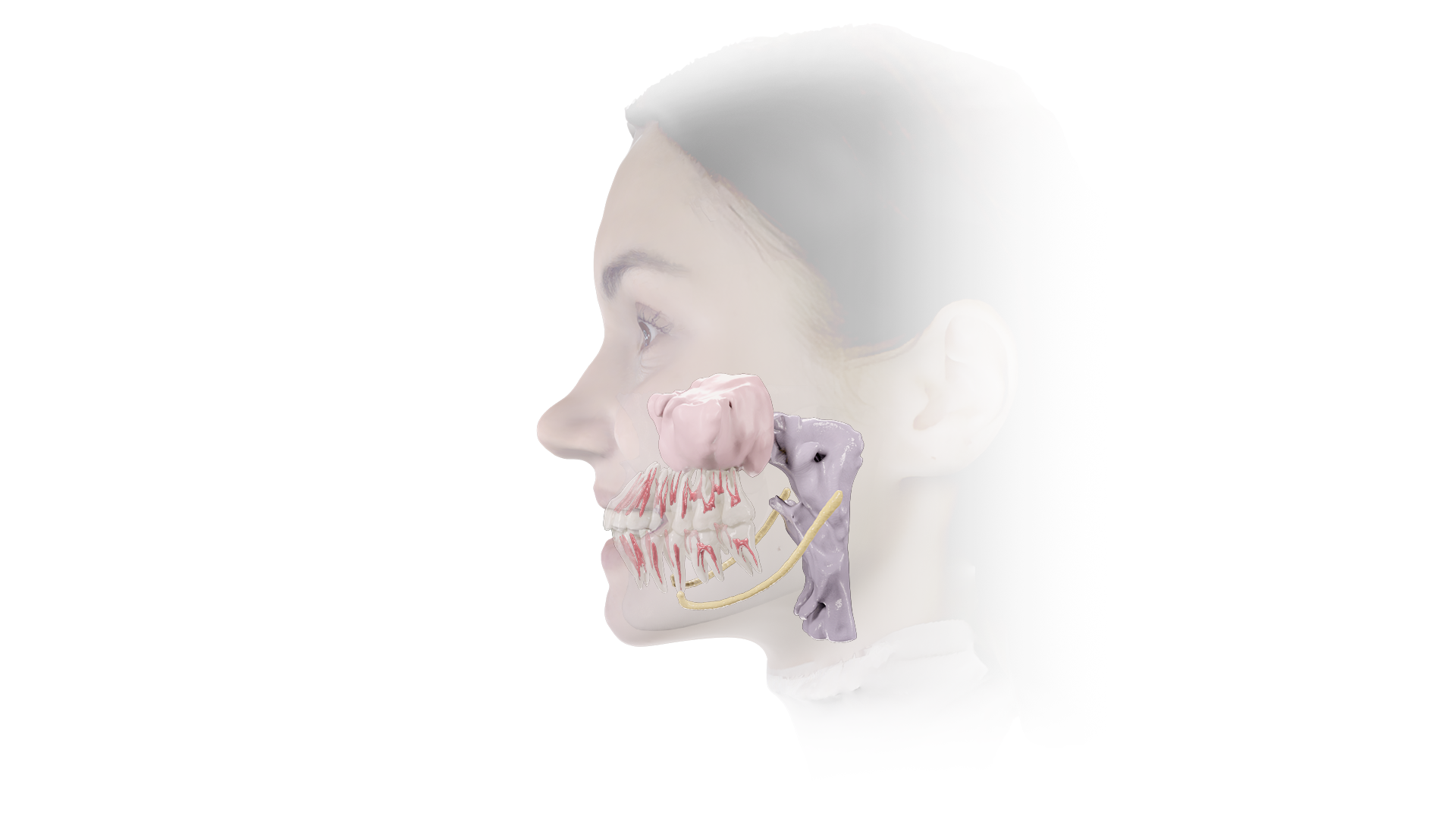 ＨＯＭＥ　ＤＥＮＴＩＳＴ　ＰＲＯＦＥＳＳＩＯＮＡＬ ４/インタ-アクション/藤木省三（大型本） シエン社 | デンタルハイジーン別冊傑作選